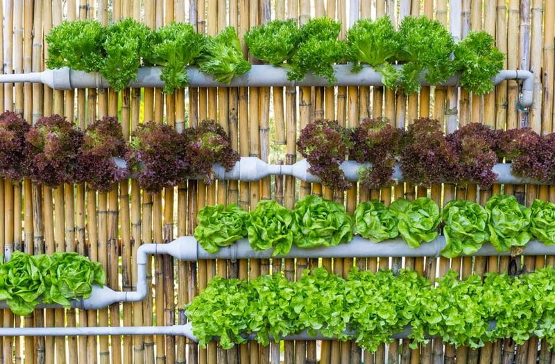 Vertical Gardens