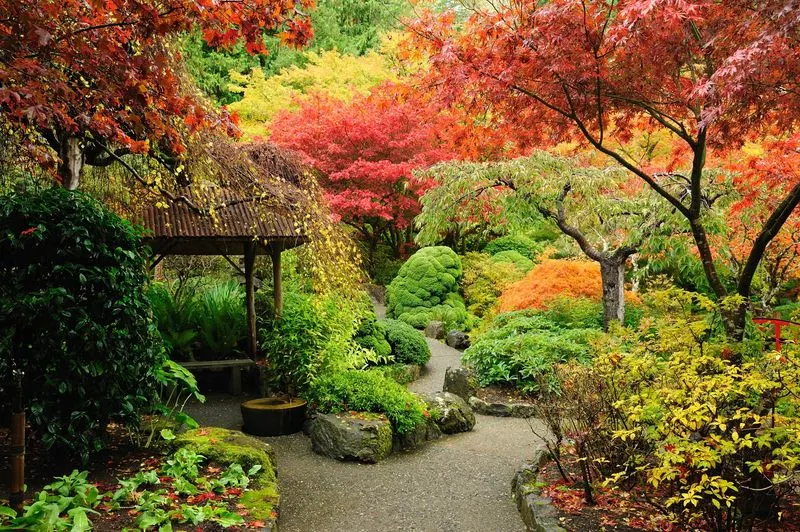 Japanese Maple Trees