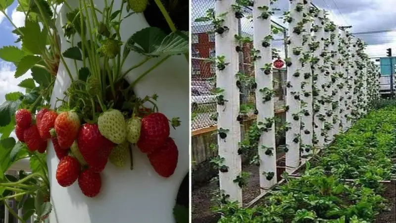 Vertical Towers