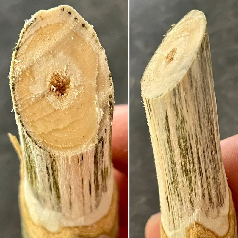 Verticillium Wilt