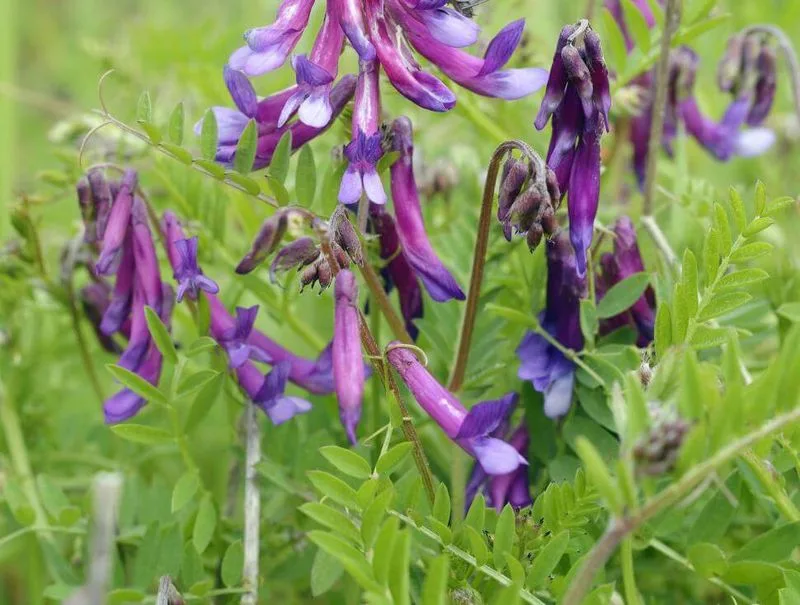 Vetch