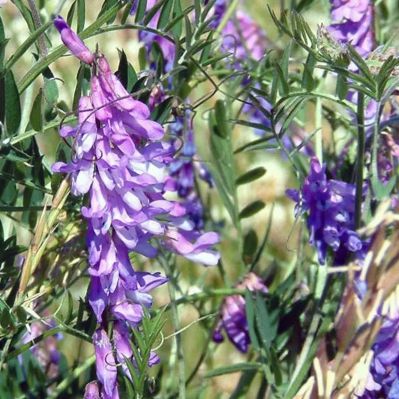 Vetch