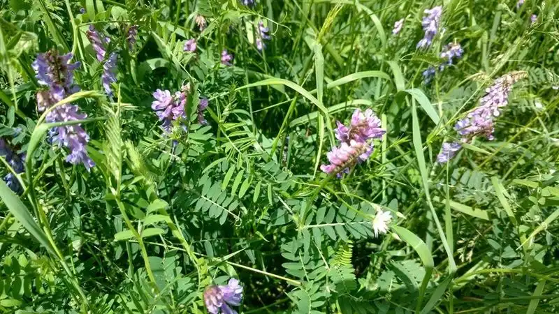 Vetch