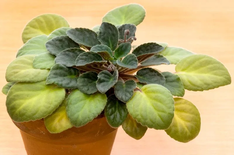 Steady New Growth