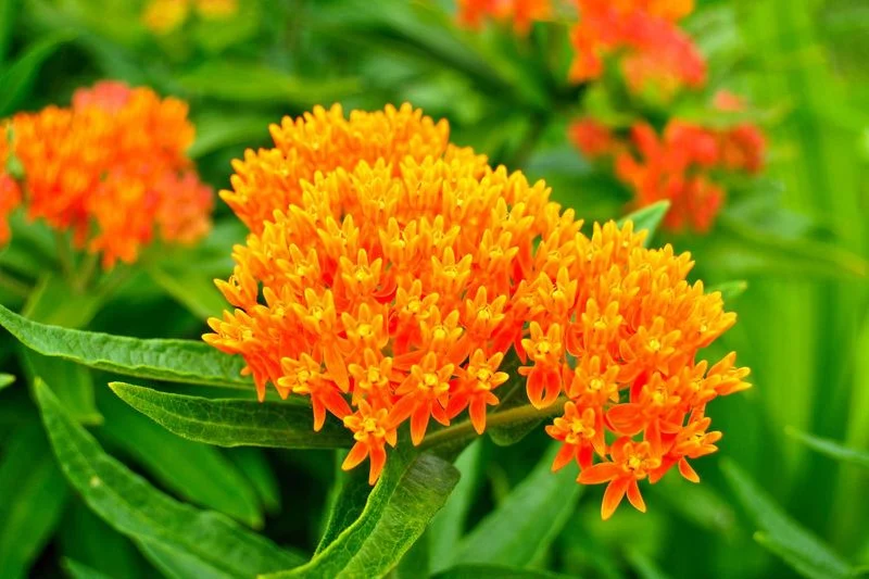Vibrant Oranges