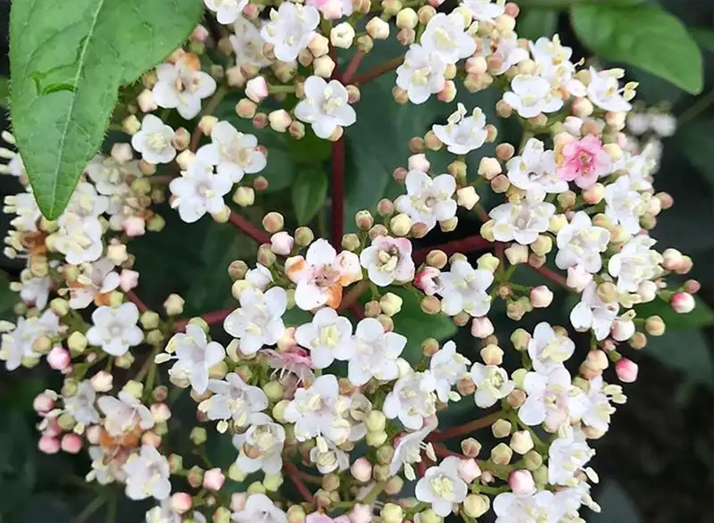 Viburnum