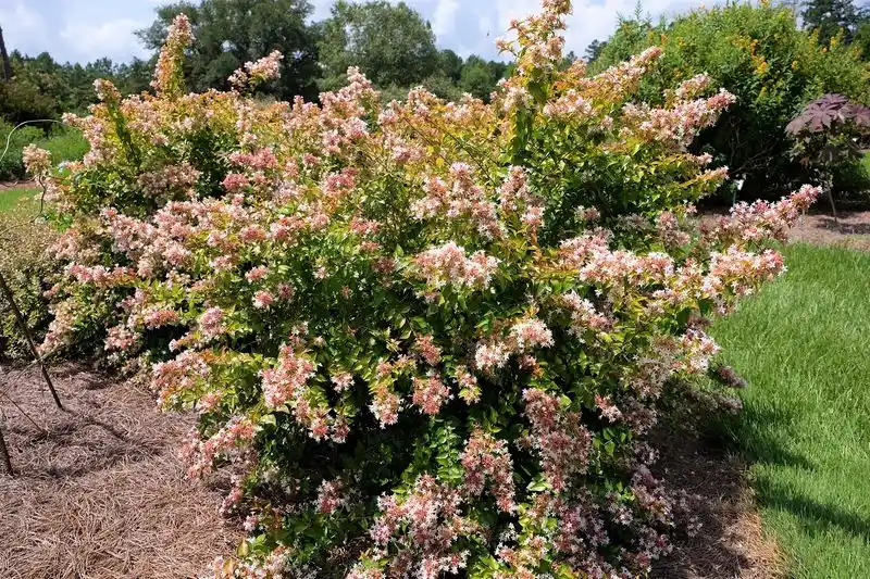 Abelia