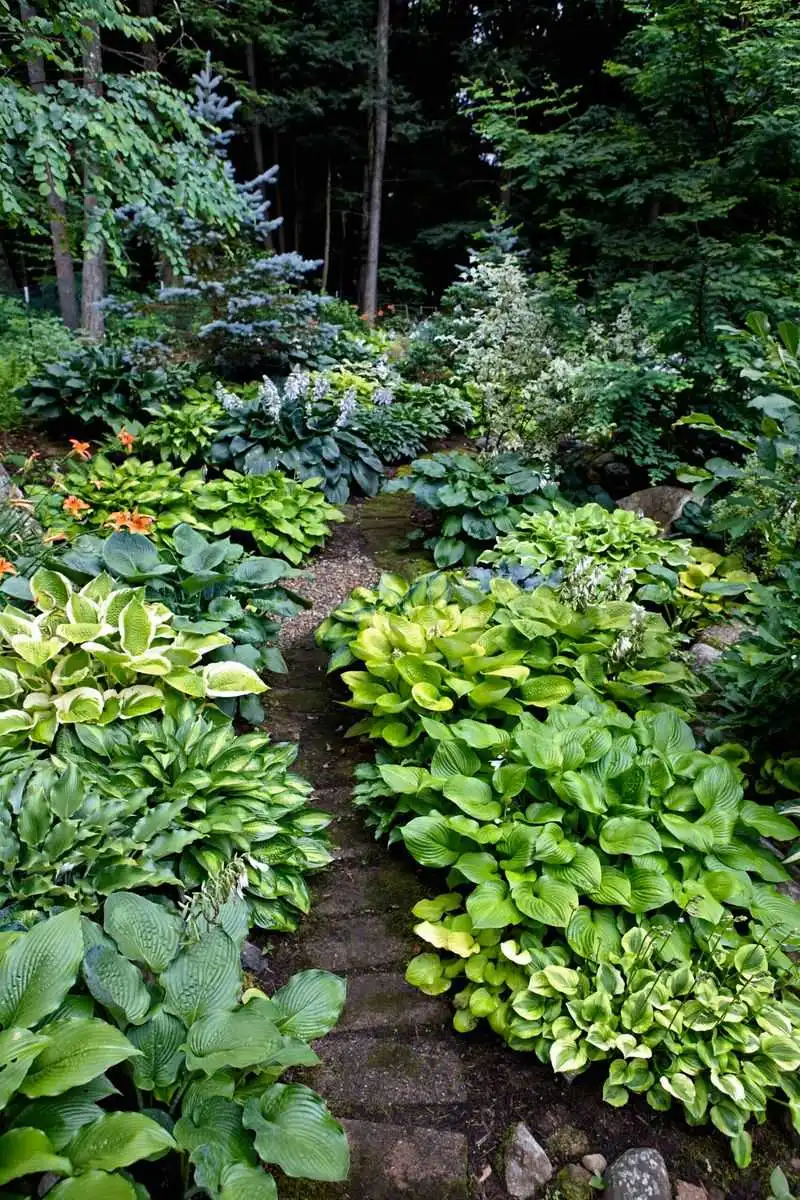 Lush Green Foliage