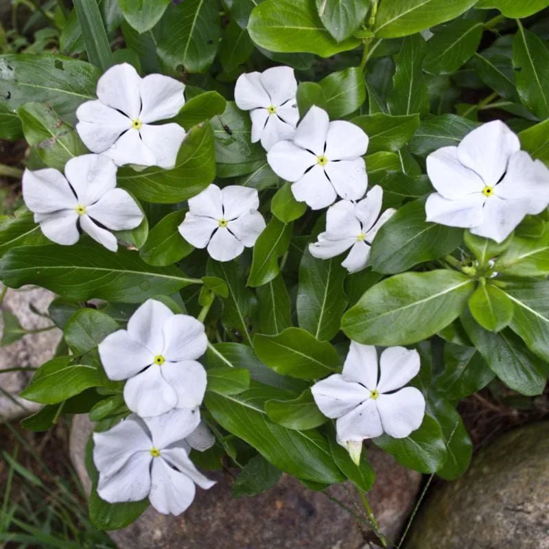 Vinca
