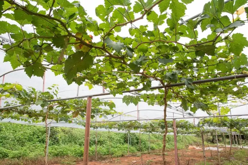 Vine-Laden Swing