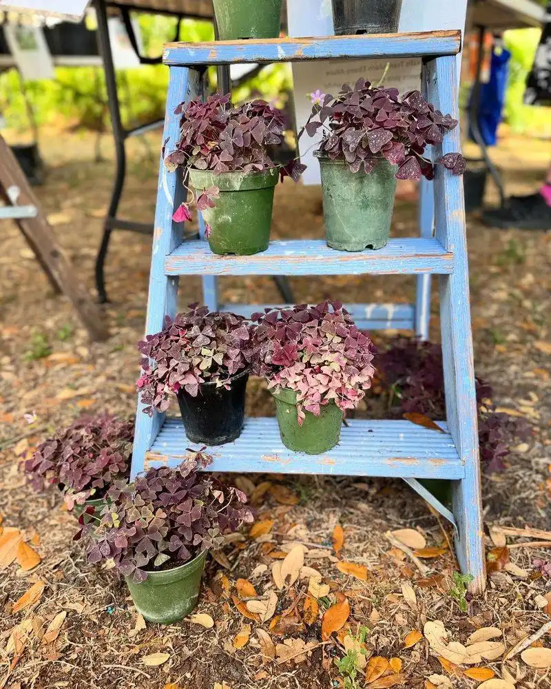 Vintage Ladder Plant Stand