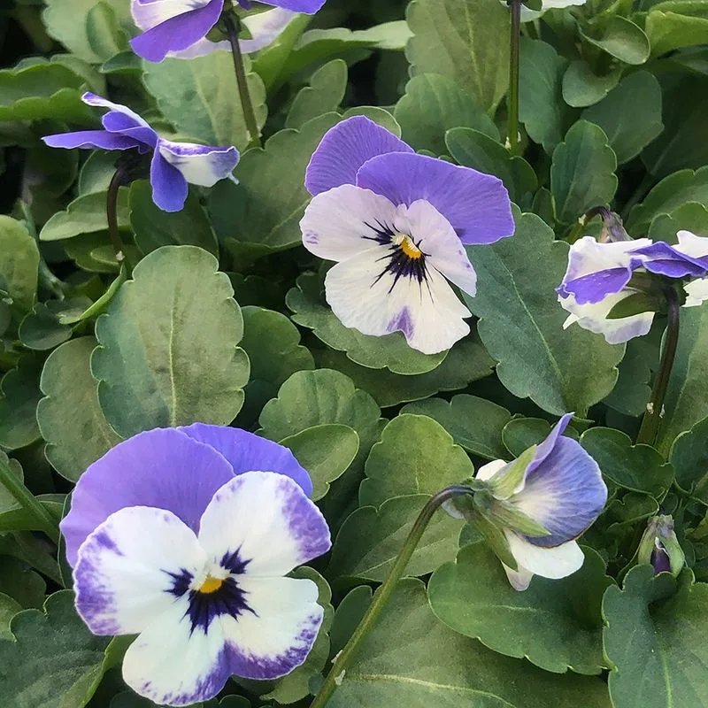 Violas