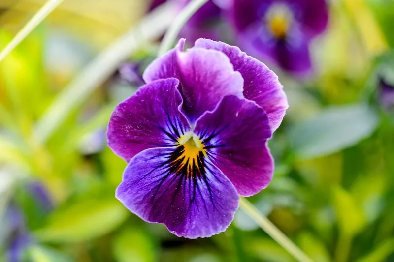 Violet