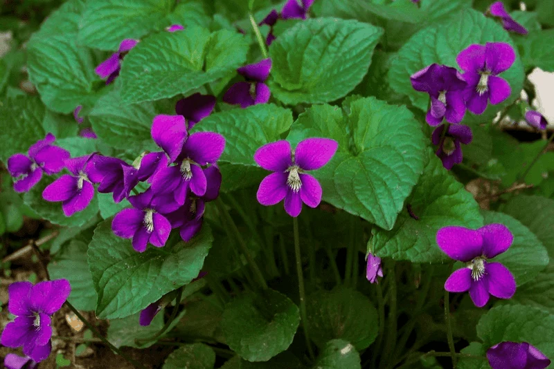 Violet