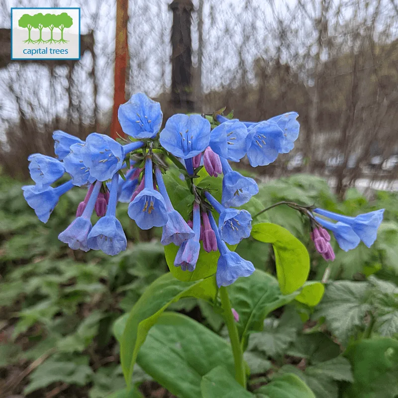 Virginia Bluebells (Mertensia virginica)