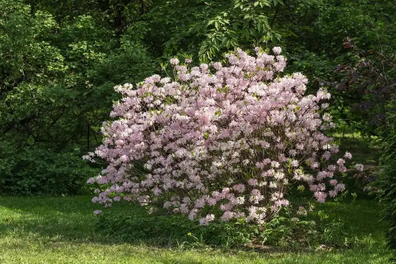 Swamp Azalea