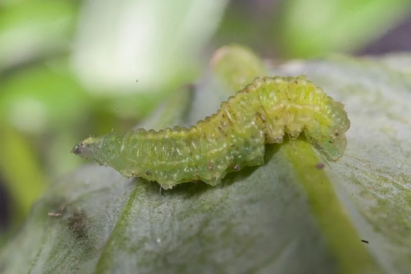 Visible Larvae