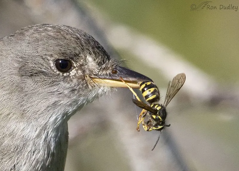 Wasp-Wrangling Warbler