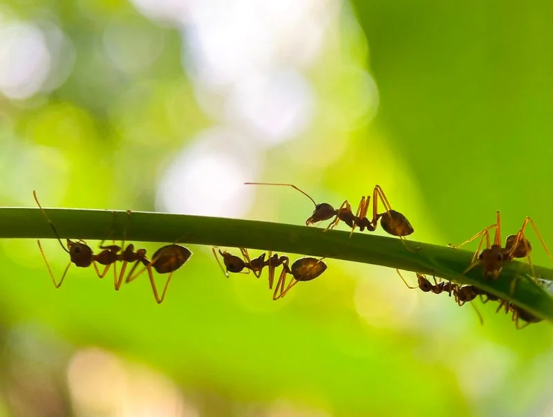 Watch for Pests
