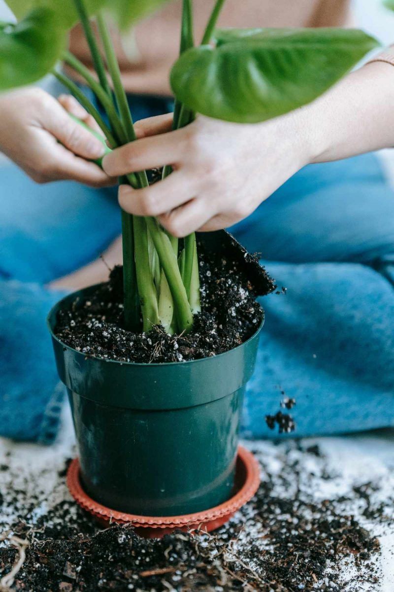 Use Well-Draining Soil