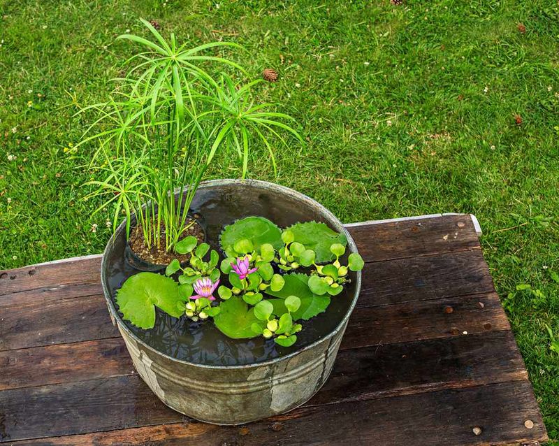Water Garden in a Pot
