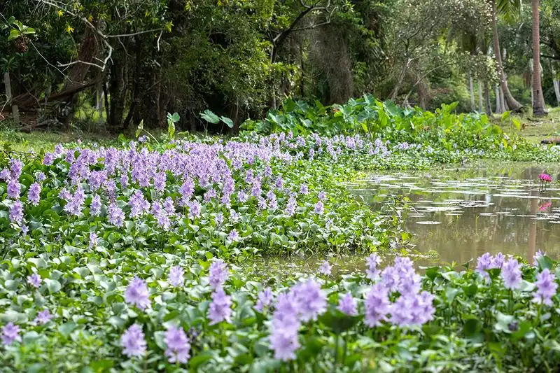 Water Hyacinth