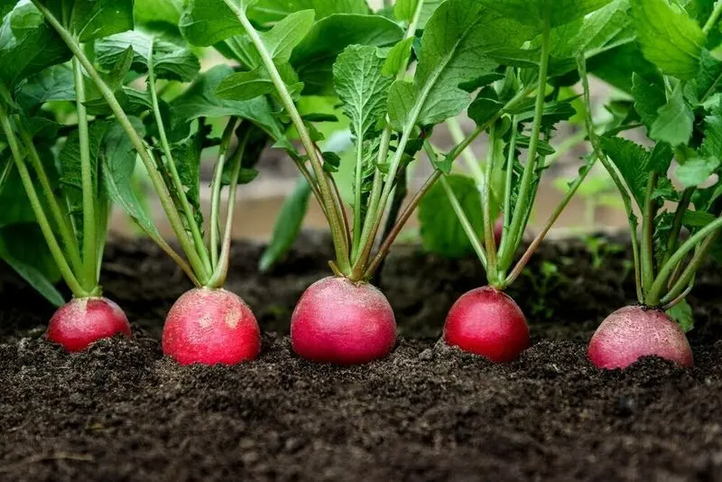 Thin Seedlings Appropriately
