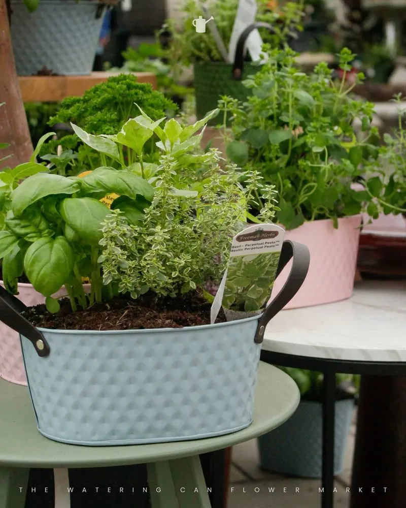 Watering Can