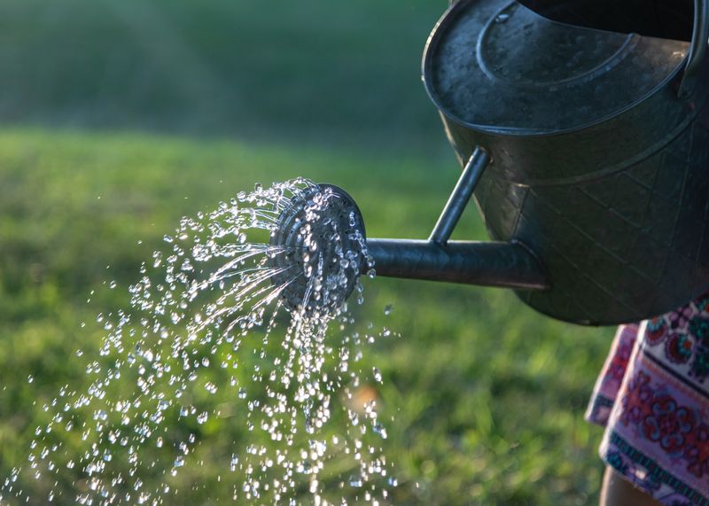 Watering Daily
