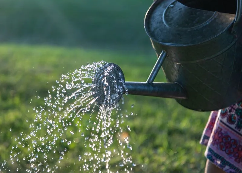 Watering Daily