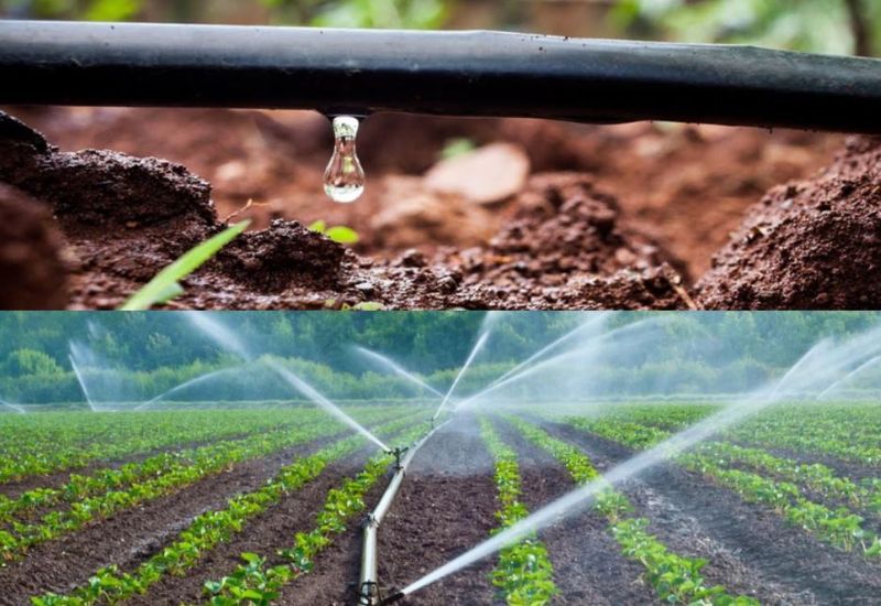 Watering Schedule Management