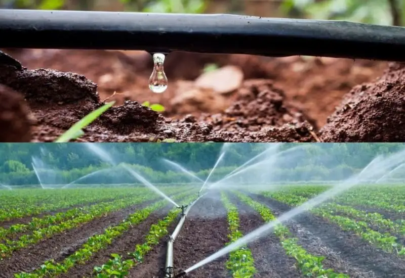 Watering Schedule Management