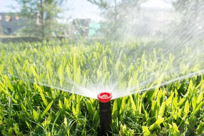 Watering at the Wrong Time