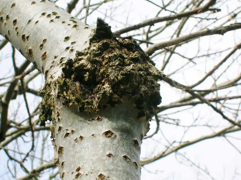 Cankers or Lesions