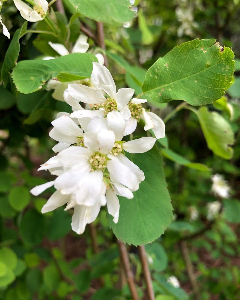 Serviceberry
