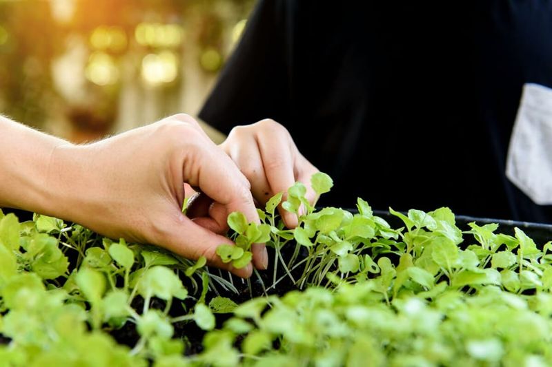 Pruning and Thinning