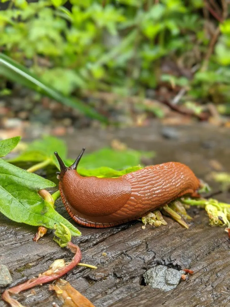 Slug & Snail Invasion