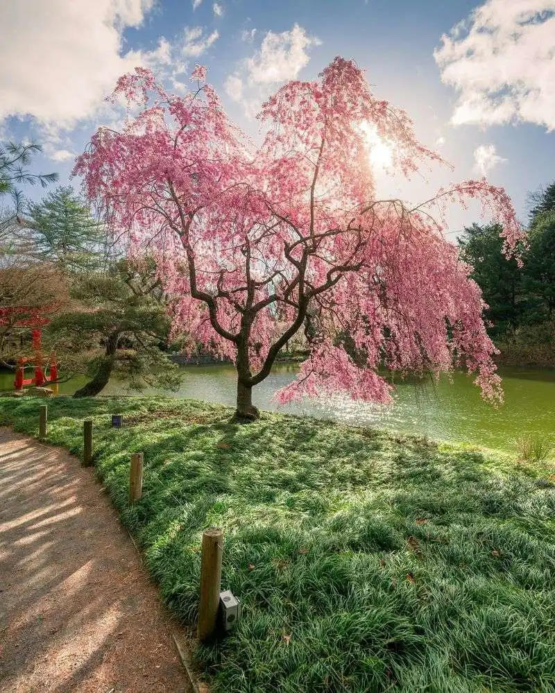 Weeping Cherry