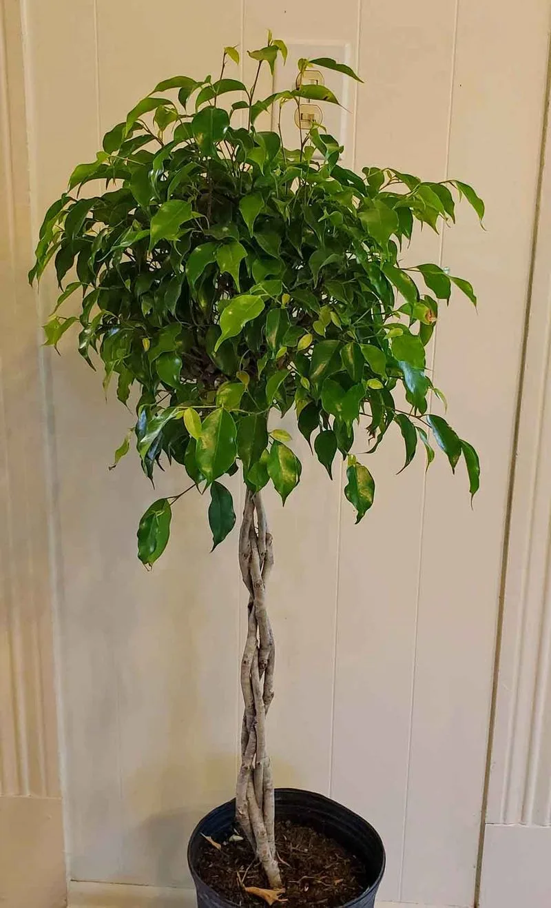 Weeping Fig