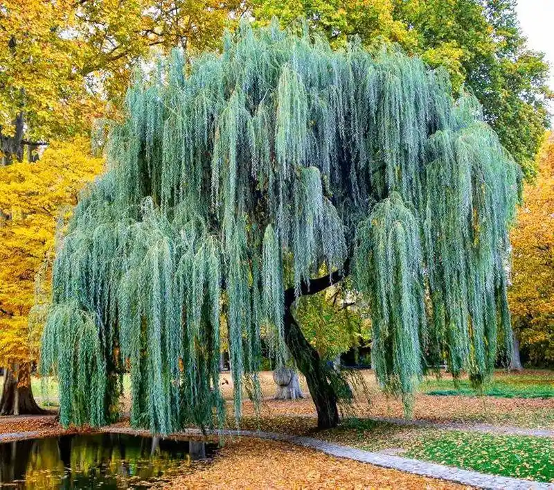 Weeping Willow