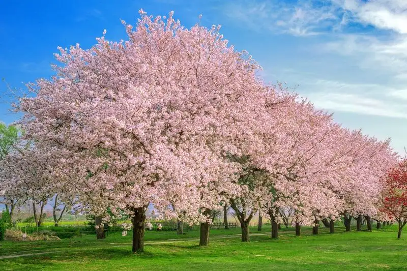 Cherry Blossom