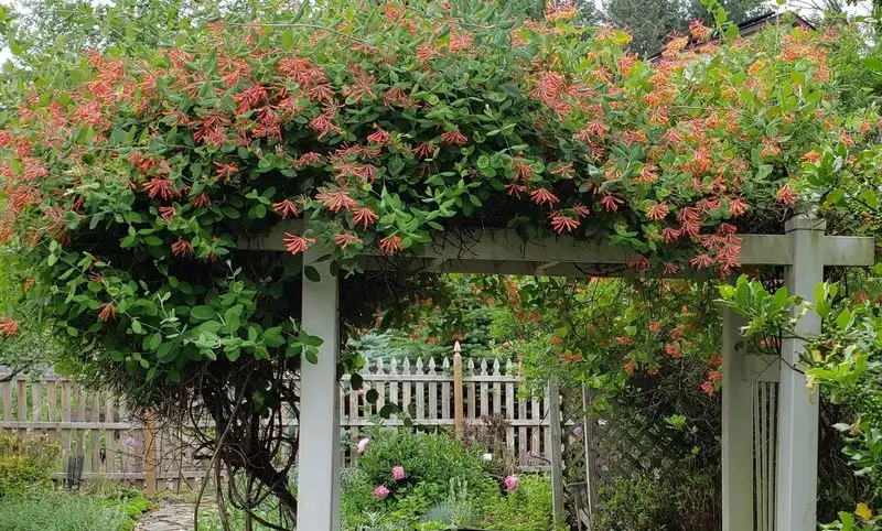 Honeysuckle