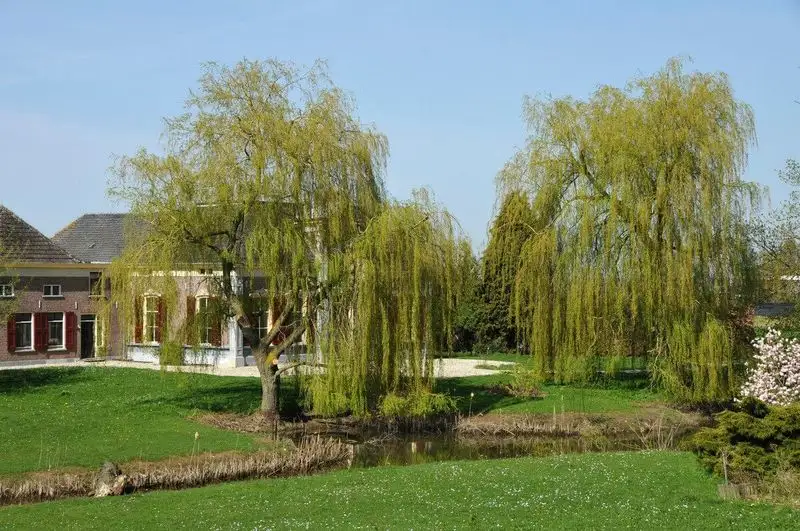 Weeping Willow Wonder