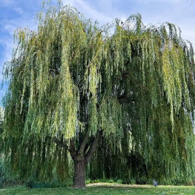 Weeping Willow