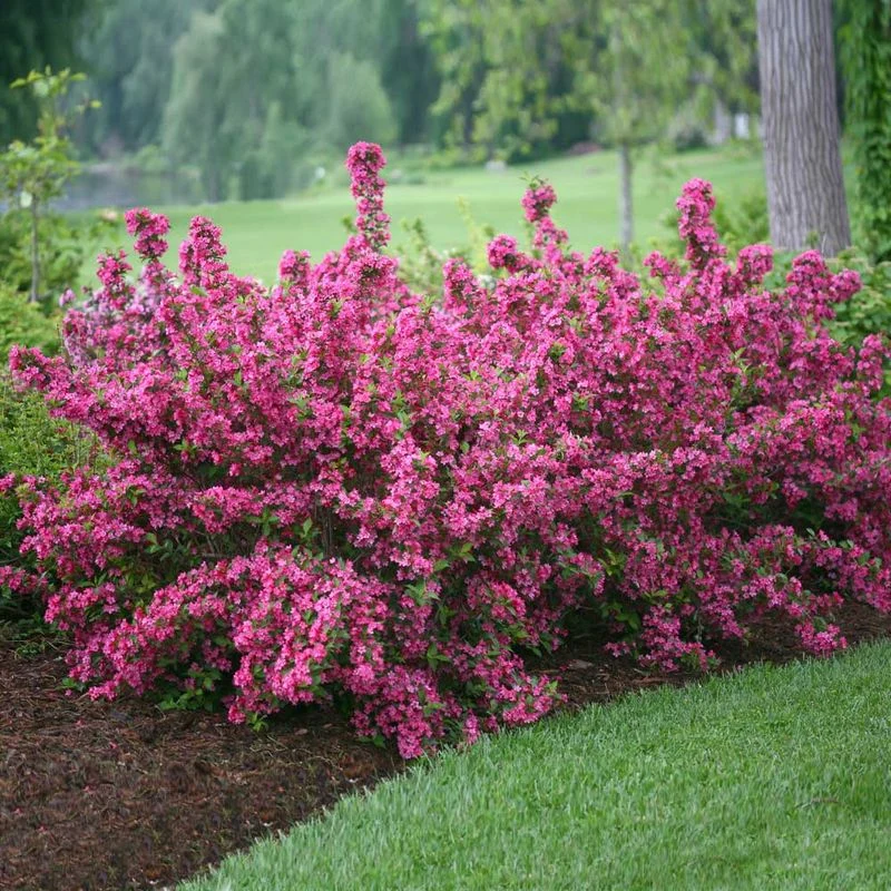 Weigela