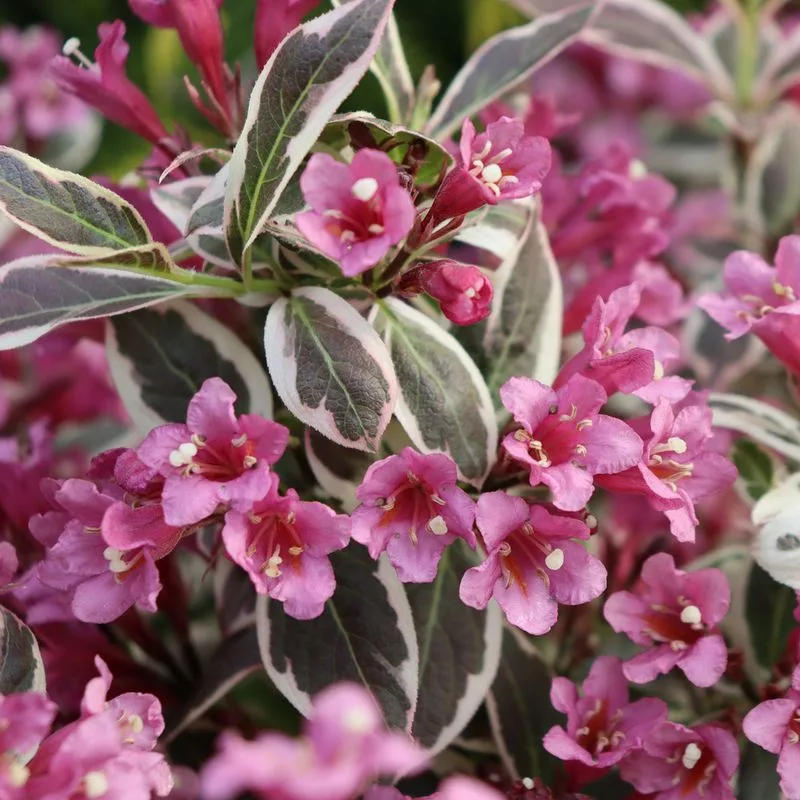 Weigela