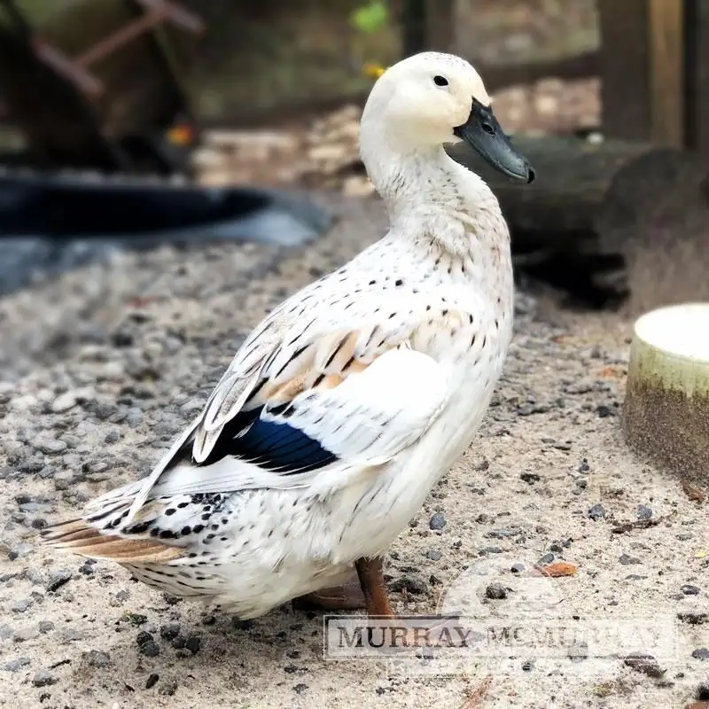 Welsh Harlequin
