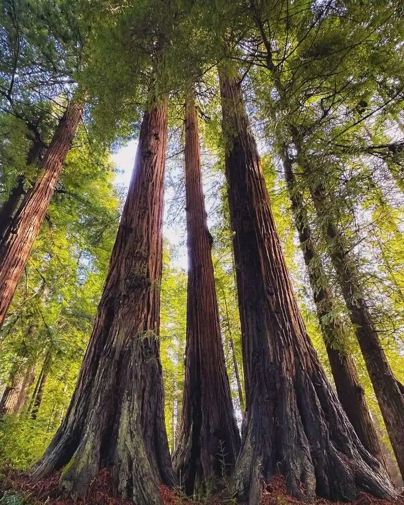 Coast Redwood