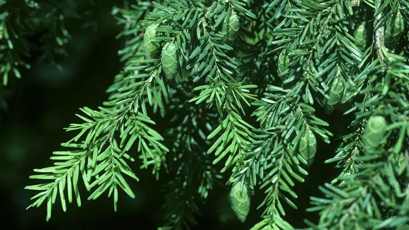Western Hemlock