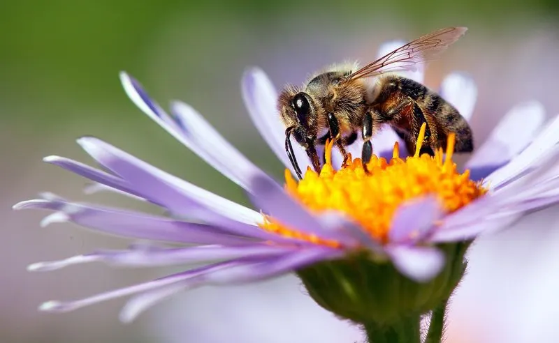 Western Honey Bee